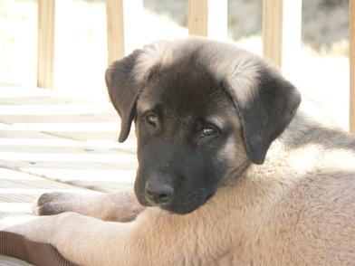 Anatolian Shepherd Puppies