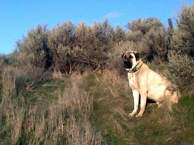 Anatolian Shepherd